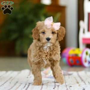 Phoebe, Mini Goldendoodle Puppy